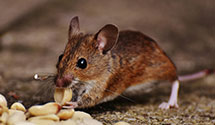 24 Hour & Emergency Exterminators in College Sta, TX